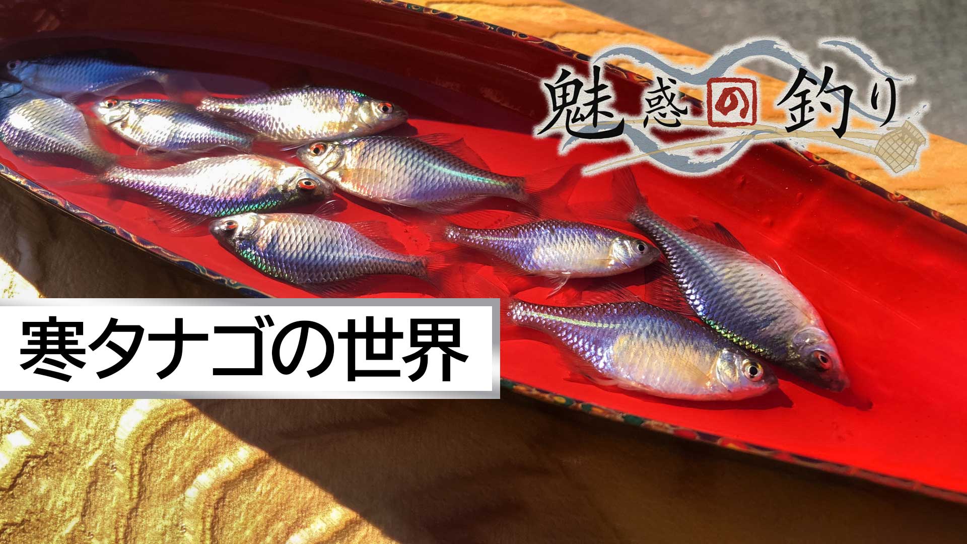 希少本！古本　西東社　Fishing「タナゴ」釣り　昭和40年12月10日発行 611wsA9GDHL._UF350,350_QL50_.jpg