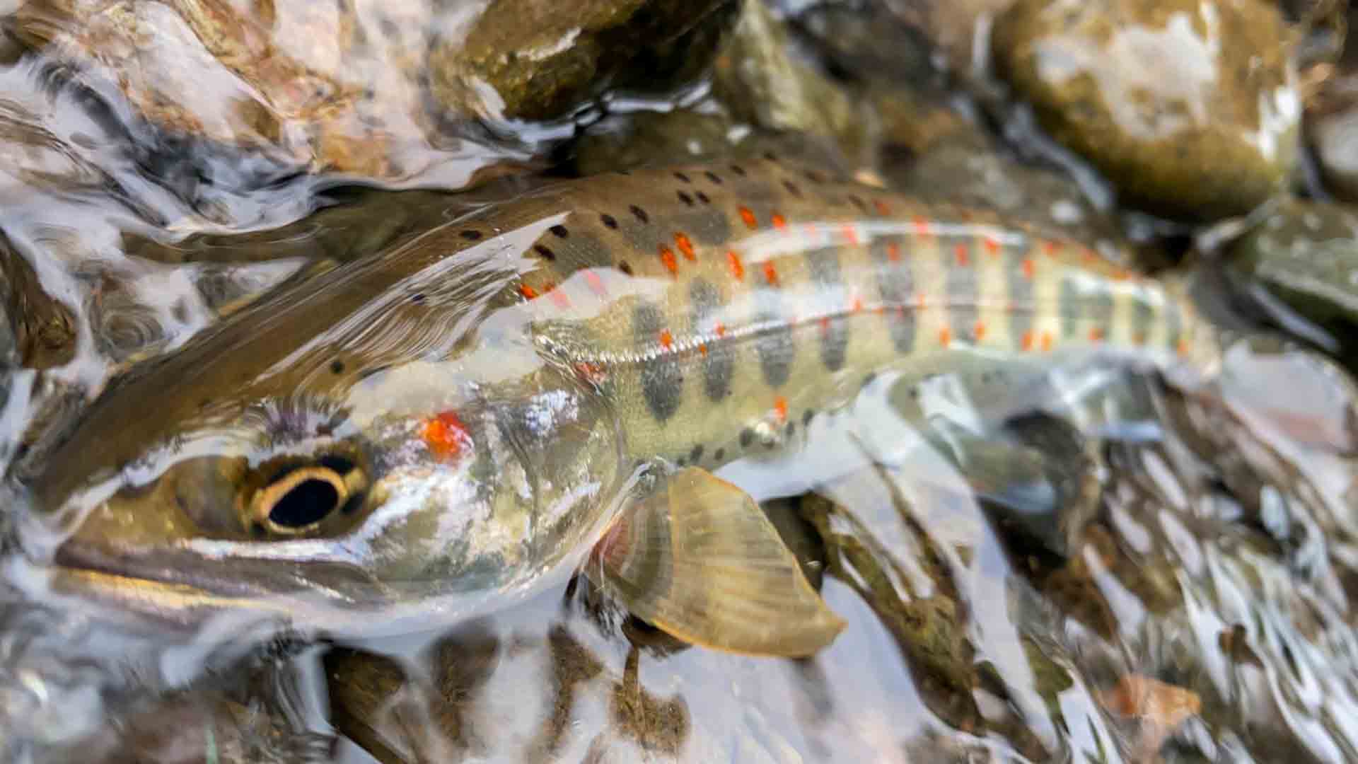 TROUT QUEST | 28 岐阜県揖斐川の本流アマゴ | 釣りビジョンVOD