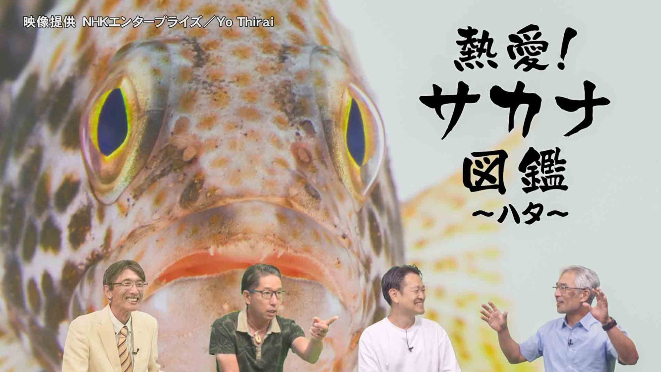 熱愛！サカナ図鑑 15 ～ハタ～