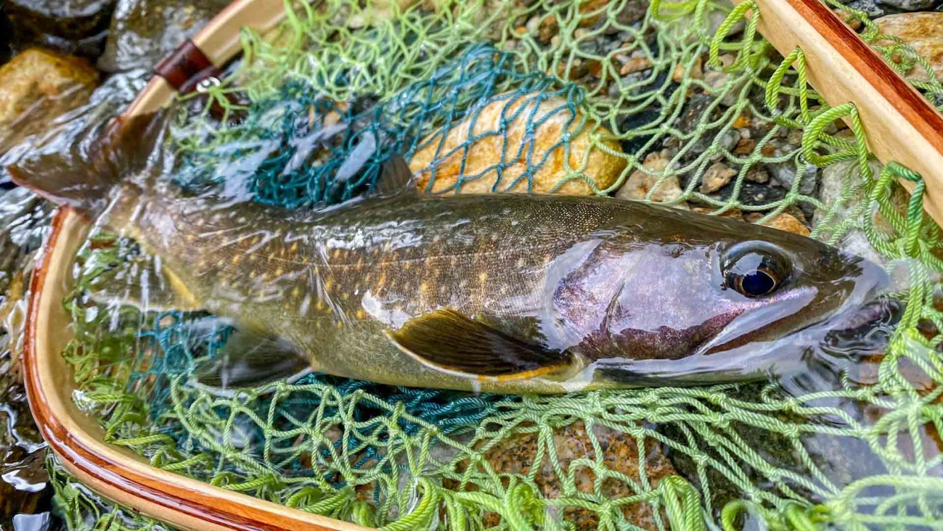 TROUT QUEST 23 蒲田川の源流イワナ