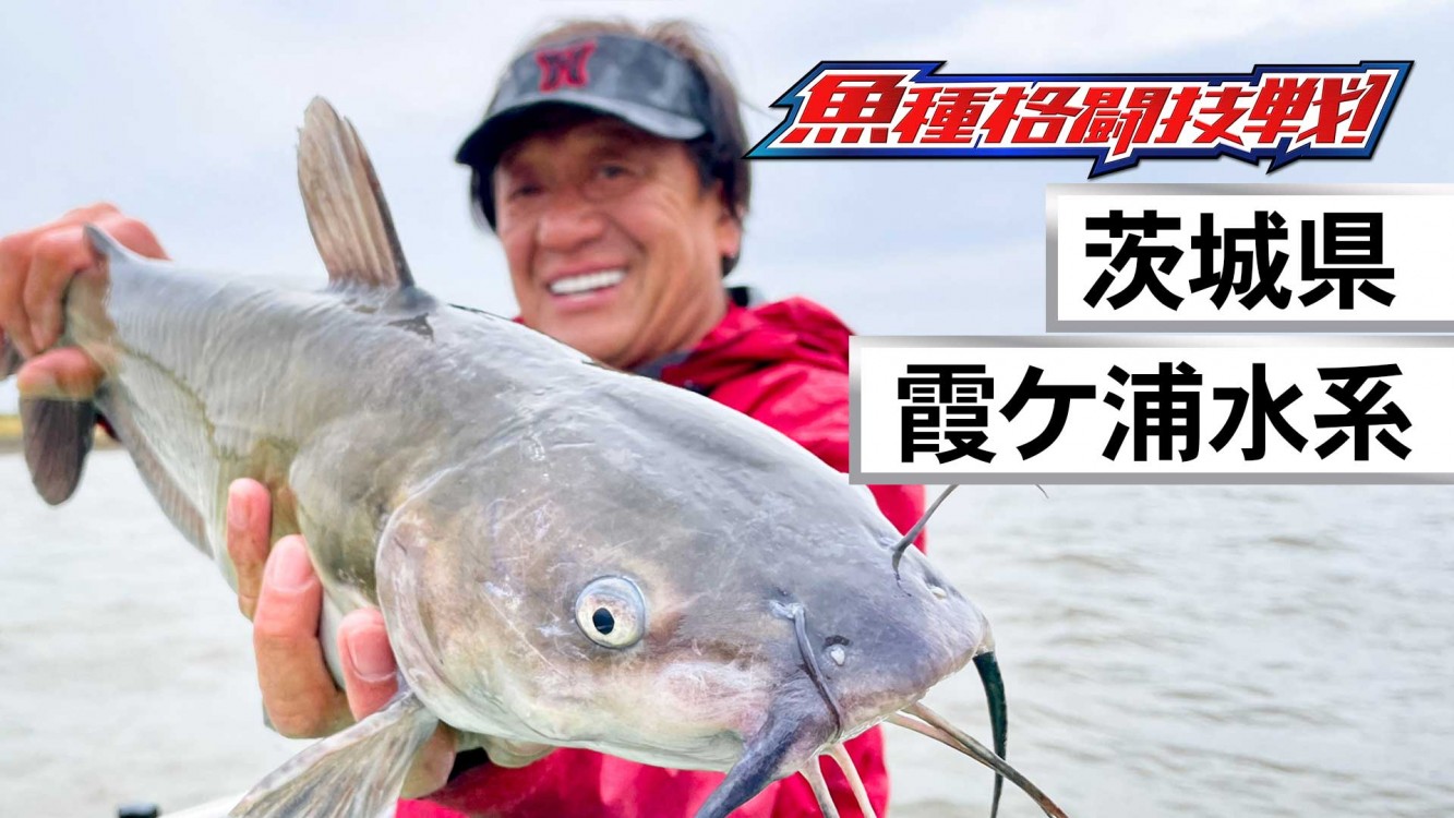 魚種格闘技戦！ BATTLE-241 カスミ水系に潜む髭ダン的ぬしを探し当てろ！