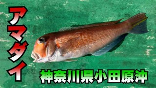 なるほど！沖釣りマスター 41 神奈川県小田原沖のアマダイでなるほど！