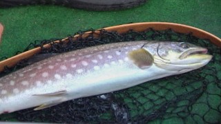 フィッシングスタジアム 西村雅裕の北海道釧路川アメマス釣行 ～ミノーイングで狙え～