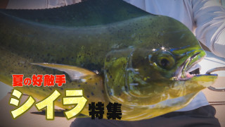 ハイパーエキスパート 夏の好敵手シイラ特集