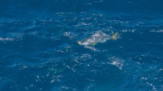 Fish Fury 8 長崎県福江島ヒラマサゲーム