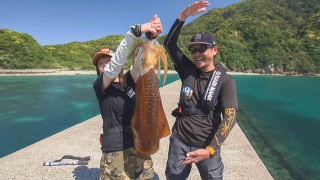 巨大アオリ出現！白イカ系の4kgオーバー！
