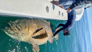 剛海 6 フロリダの巨大魚ゴライアスグルーパー