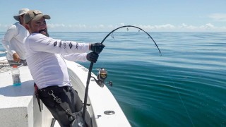 推定400ポンド180kg超、巨大ゴライアスグルーパー！