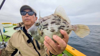 沖釣りギャラリー 東京湾カワハギゲーム 必見！釣果倍増テクニック