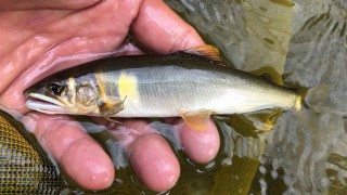 鮎2006 Yuji Style Vol.3　ロッドテスト／秋田県・阿仁川　トーナメント下見／栃木県・那珂川