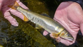 鮎2012 アユ番組総集編