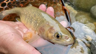 TROUT QUEST 32 岐阜県石徹白川のイワナ