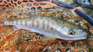 TROUT QUEST 33 愛知県寒狭川のアマゴ
