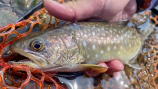 TROUT QUEST 34 青森県奥入瀬川の陸奥トラウト