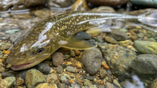 秋田県・米代川水系を舞台に夏のトラウトゲーム